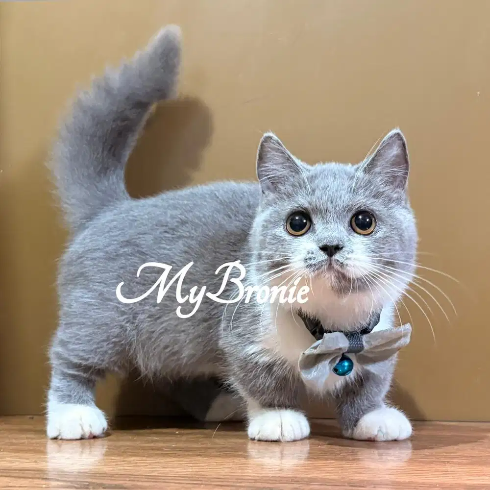 Kucing munchkin british shorthair betina