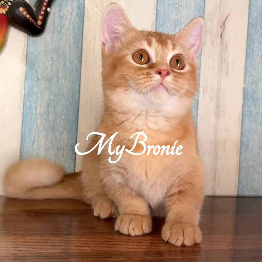 Kucing munchkin betina oyen