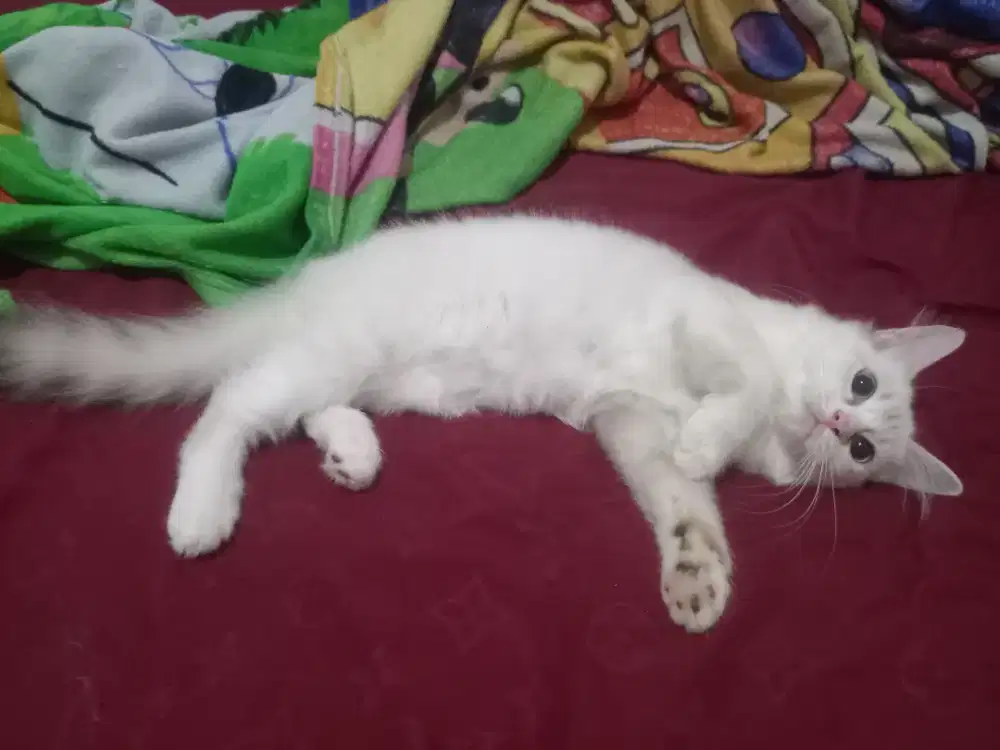 Kucing persia himalaya mata biru