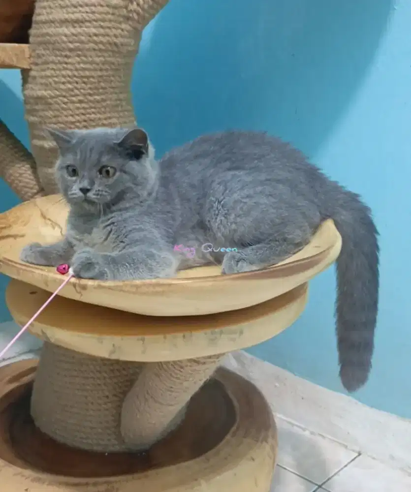 Kucing British Shorthair BSH Blue Solid Jantan 4 bulan Parent Pedigree
