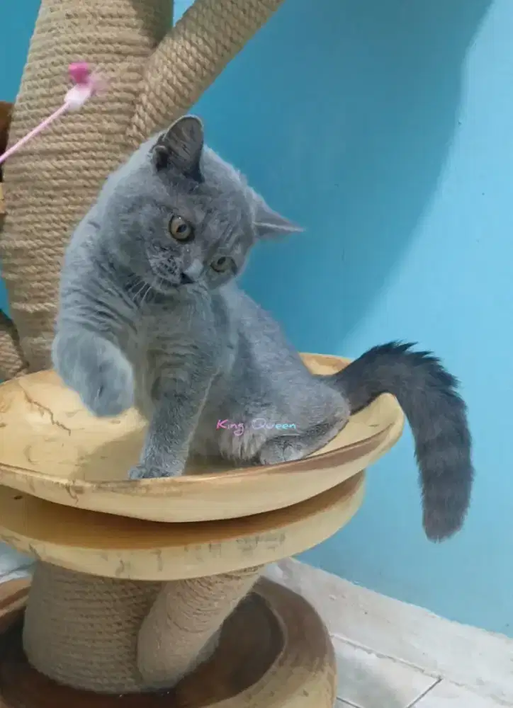 Kucing BSH British Shorthair Blue Solid Jantan 4 bulan Parent Pedigree