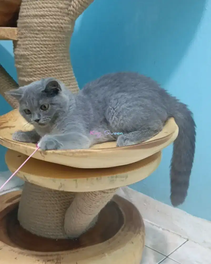 Kucing British Shorthair BSH Blue Solid Jantan 4 bulan Parent Pedigree