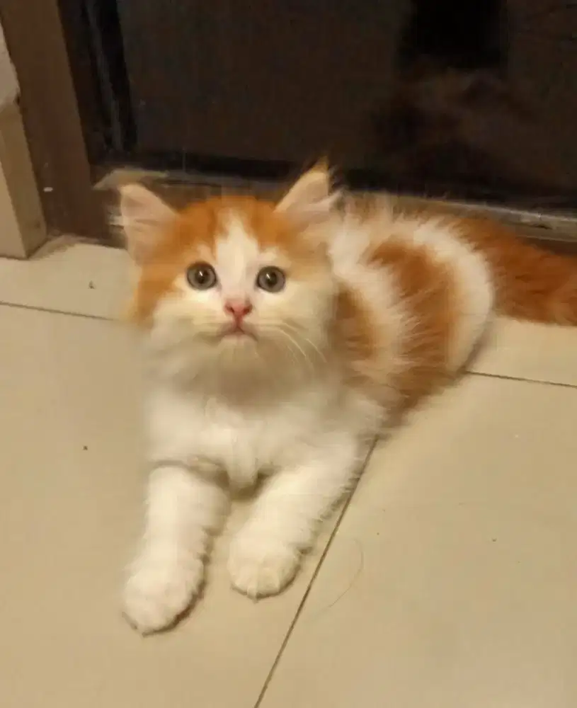 Kitten persia medium