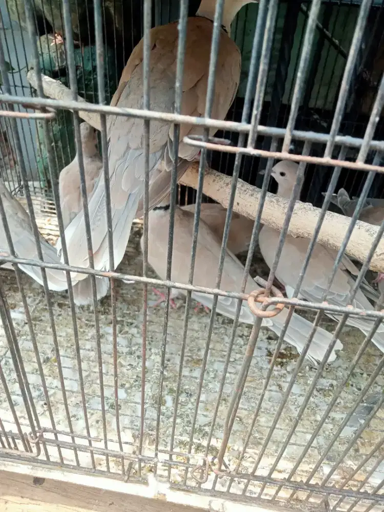 Burung puter ada 10 ekor