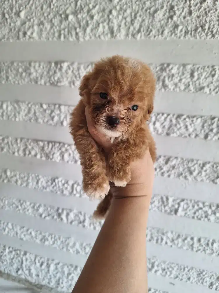 Dijual anakan poodle mini