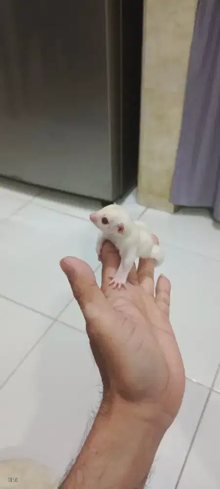 Sugar Glider Joey Creamino Mosaic