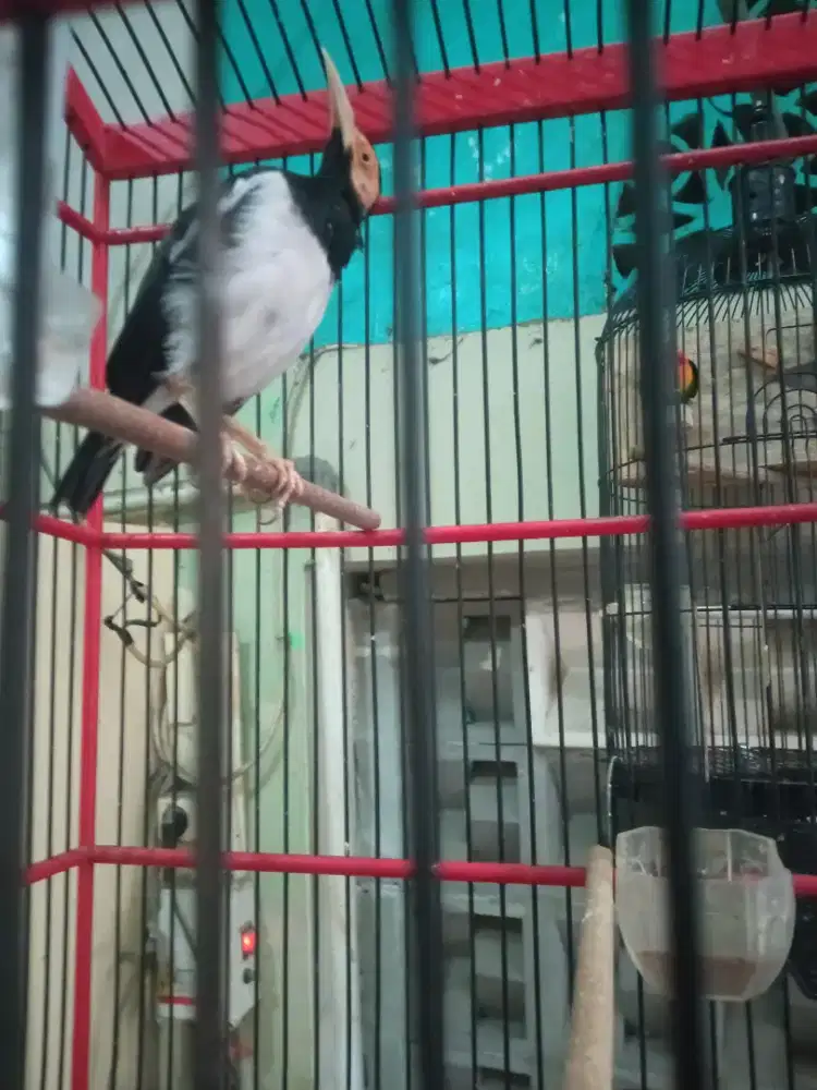 Jalak suren gacor