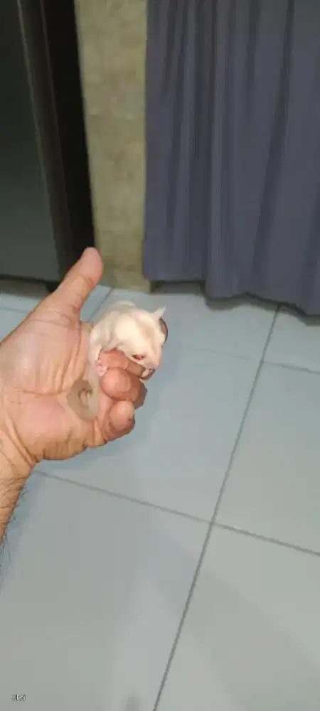 Sugar Glider Joey Creamino