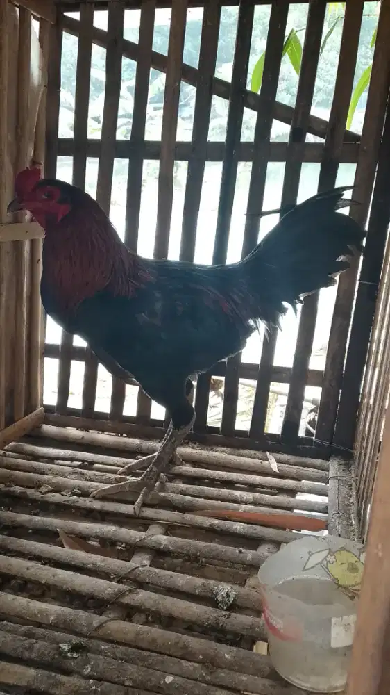 Ayam Jago Birma