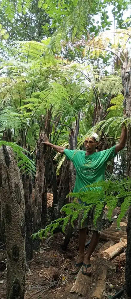 Pohon Pakis Monyet