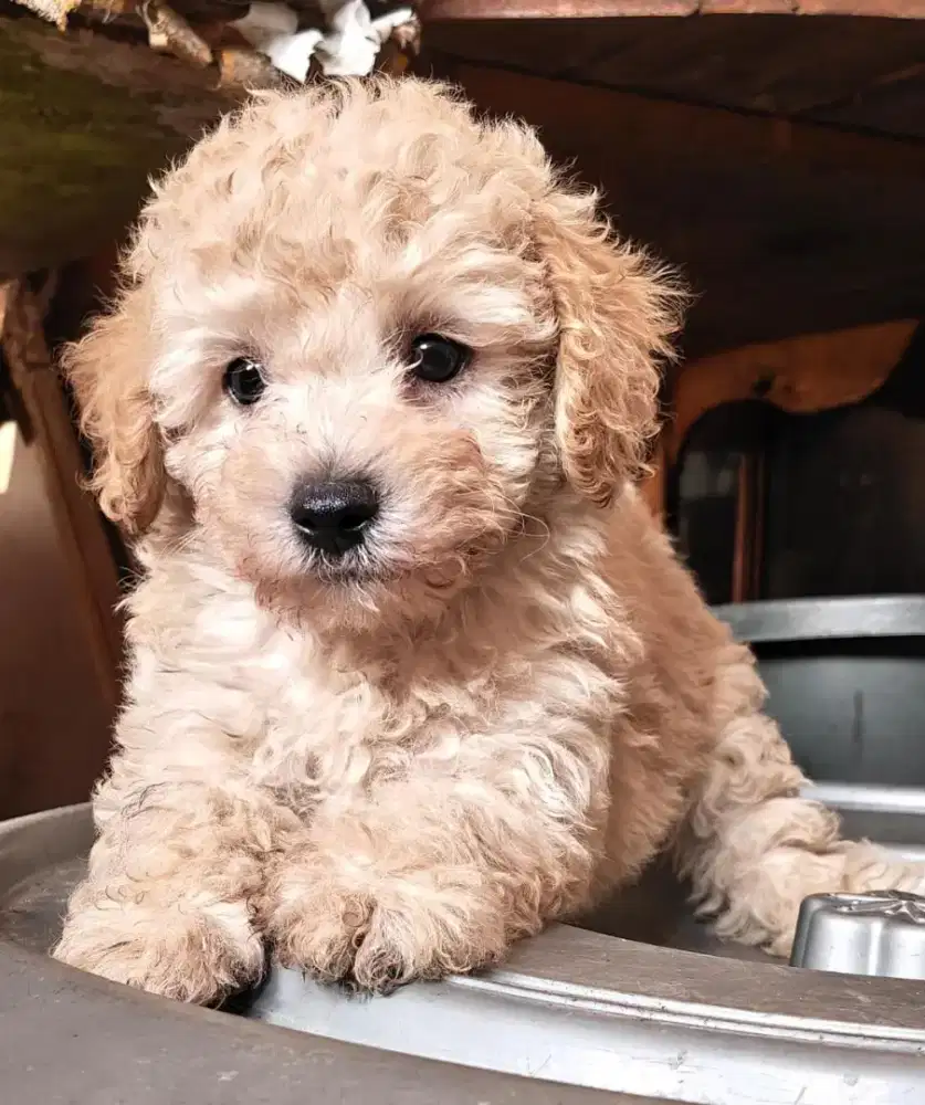 puppy poodle usia 2bulan