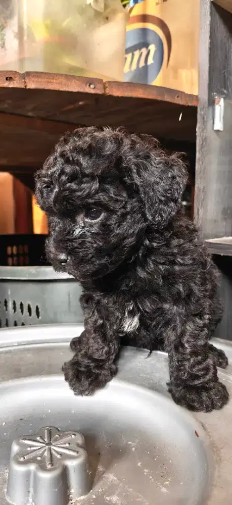 puppy poodle jantan usia 2 bulan