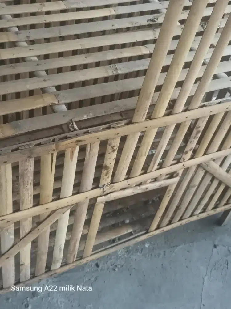 Ayam Bangkok sepasang