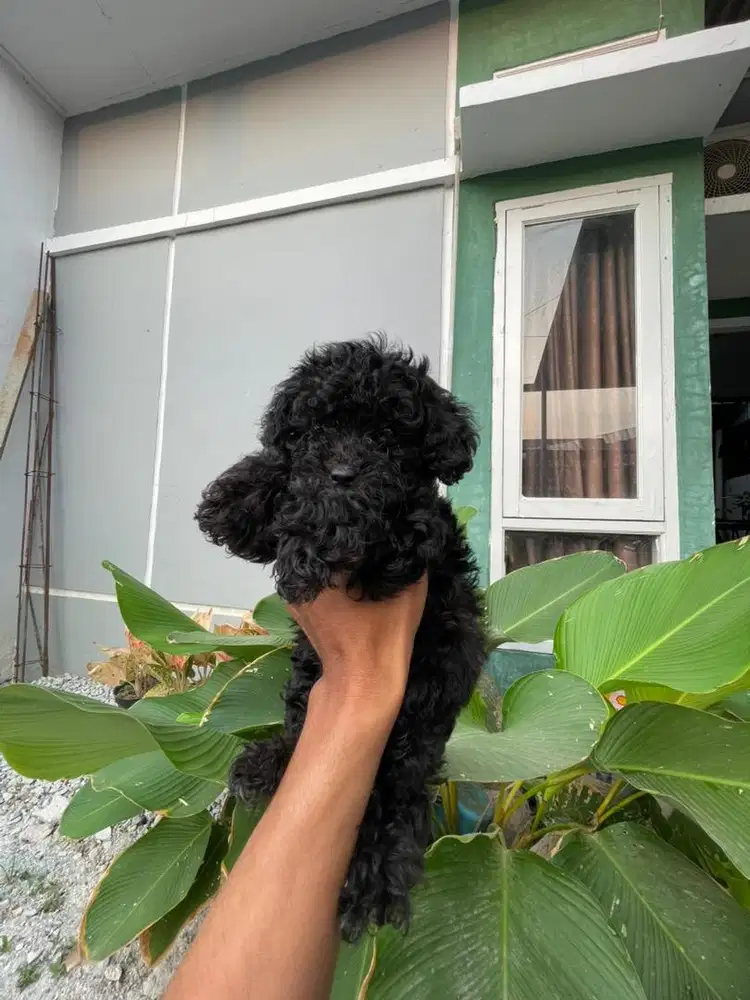 Tiny poodle silver jantan