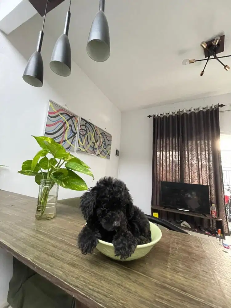 Tiny silver poodle jantan cebol kecil