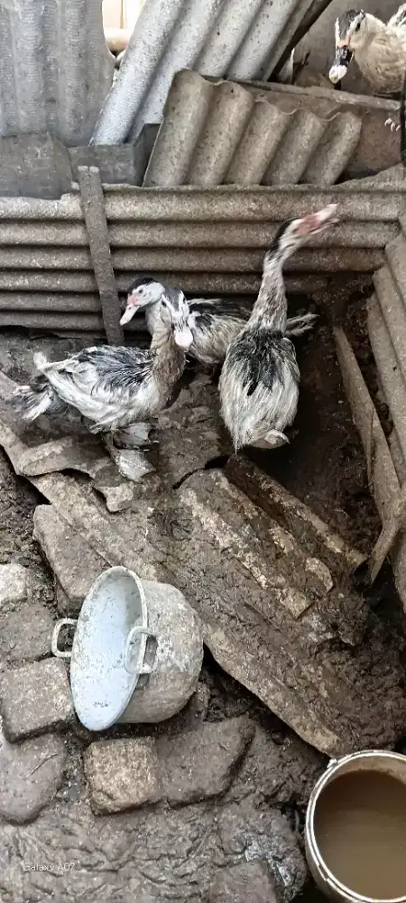 Entog peliharaan ema rasih bp uca