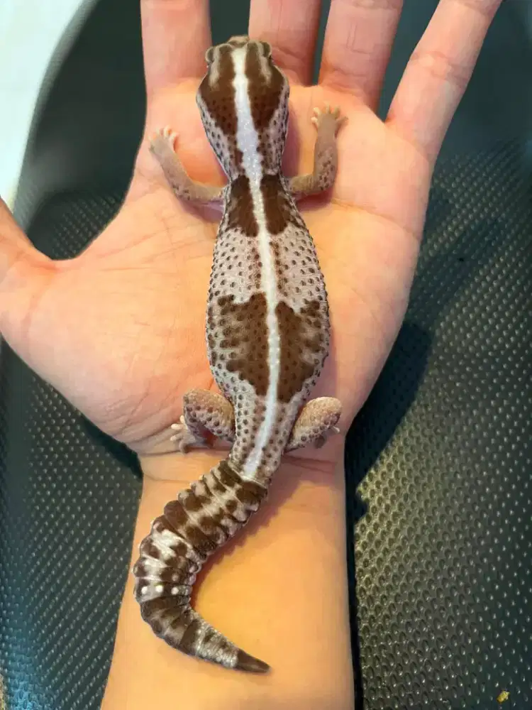 Gecko AFT Oreo Stripe Cakep