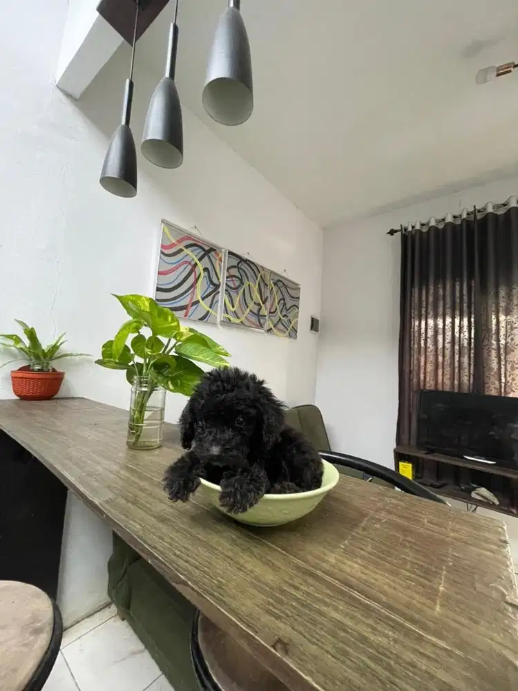 Tiny silver poodle betina