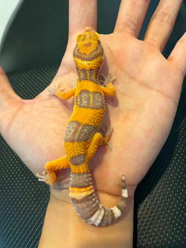 Gecko Baby Tremper Levender Cerah