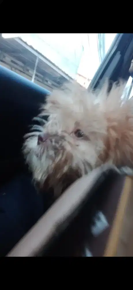 Anak anjing Fujitzu