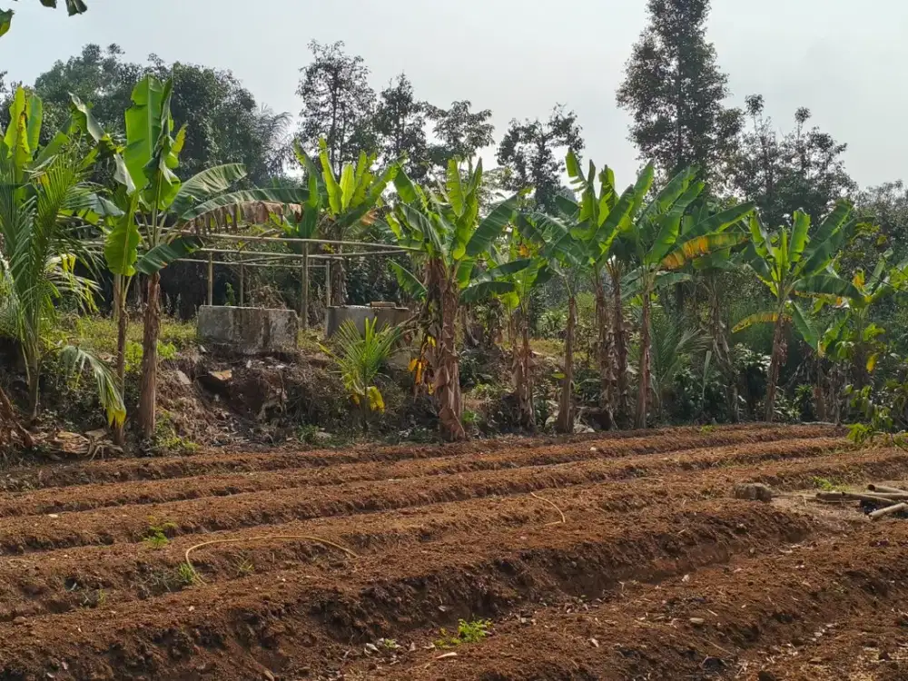 Tanah Kebun Produktif 750m² SHM di Bojong Purwakarta Siap Berkebun & Ternak Akses mobil Sampai Lahan
