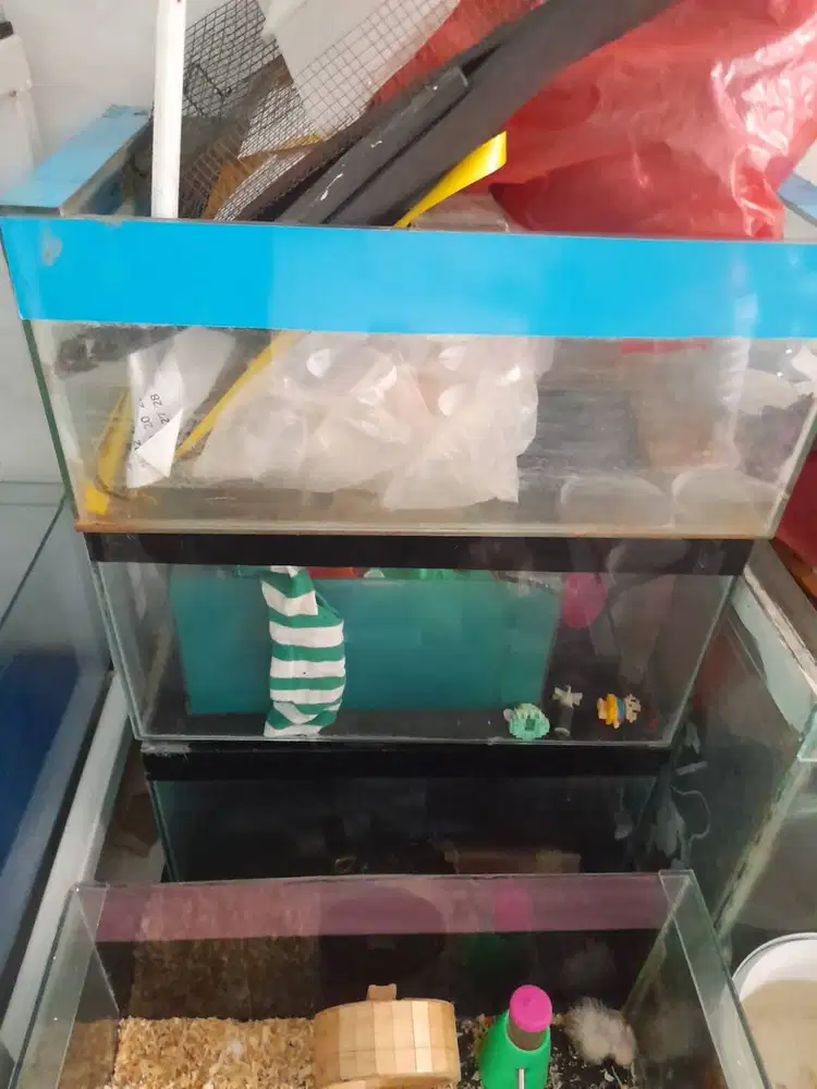 Aquarium 60*30*30 background hitam dan biru