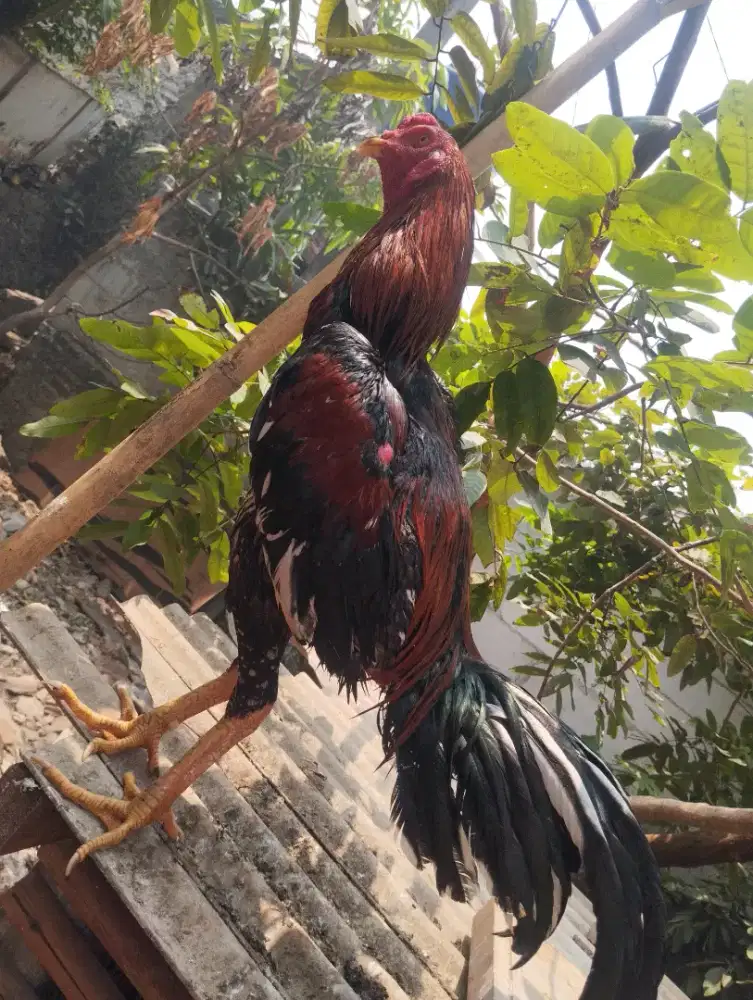 Dijual AYAM BK Pakhoy Line Manoop
