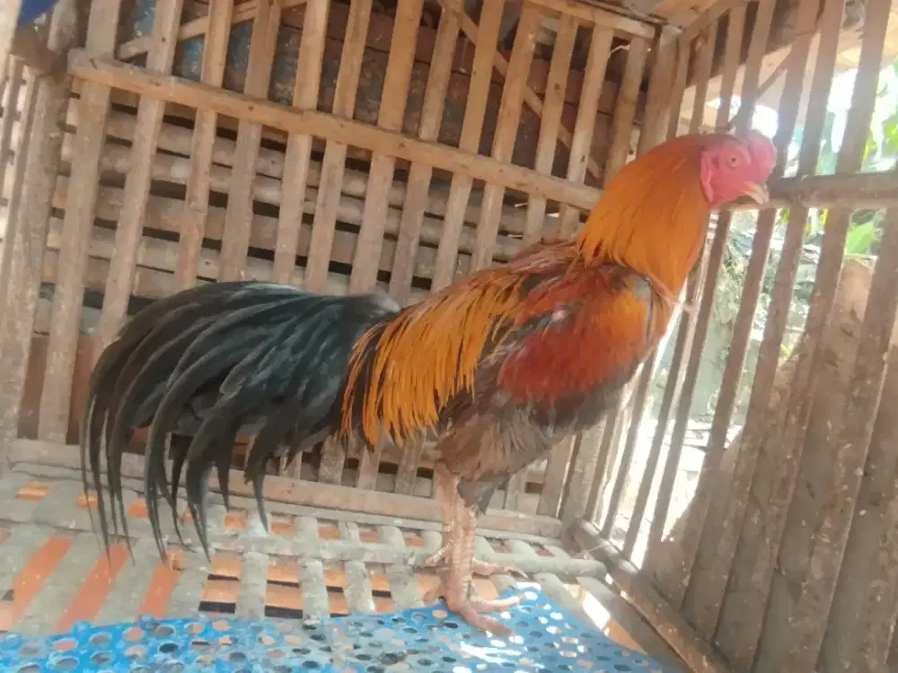 Dijual ayam BK Mangonkkoy warna Istimewa