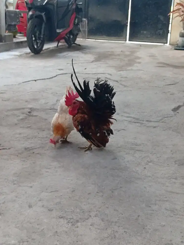 Sepasang ayam serama