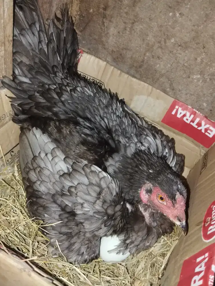 Dijual ayam BK Pama Telor Biru