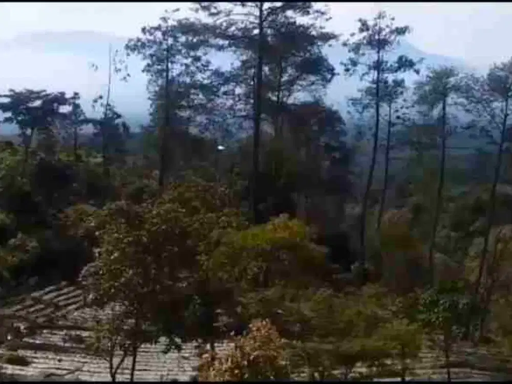 Dijual Tanah Perkebunan Di Desa Tanupono Prigen Pasuruan Jawa Timur