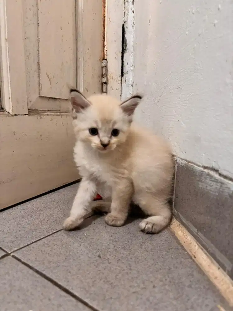 Adopsi kucing persia himalaya