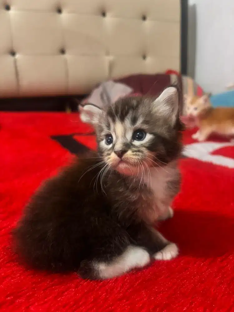 Adopsi kucing persia