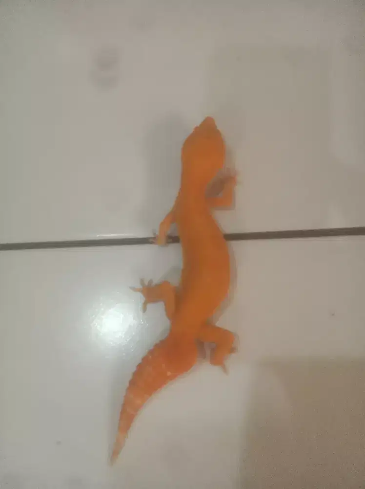 Gecko sunglow tm