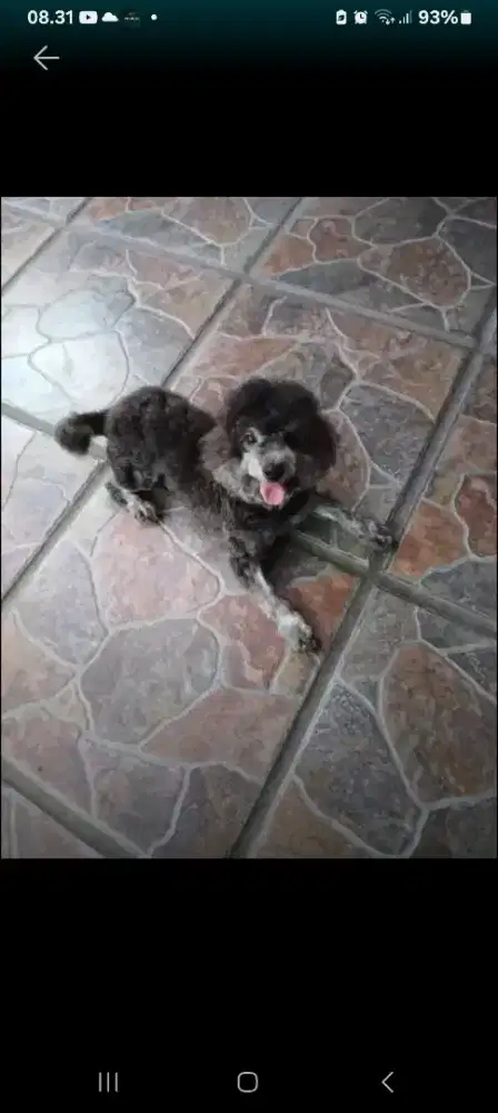 JUAL ASLI  PODDLE SILVER JANTAN 2.5 THN