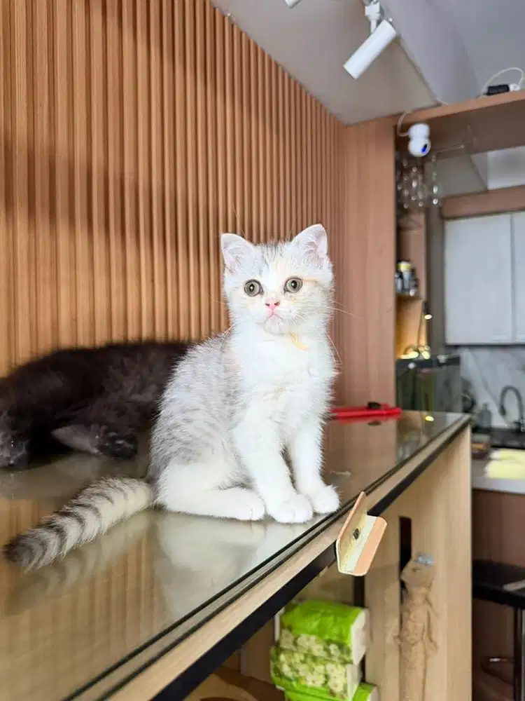 Scotish fold white tabby