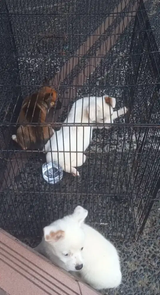 Anakan chihuahua umur 2 bulan