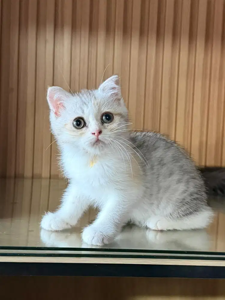 Kucing scotish fold tabby