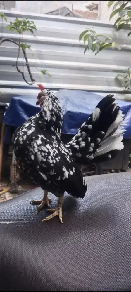 Ayam serama rinting murai sepasang siap lanjut breading