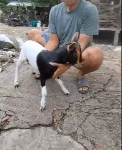 sepasang kambing kerdil 4-5 bln cross nigerian dwarf TB 35cm exotik ok