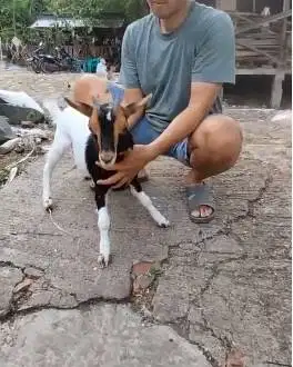 sepasang kambing kerdil 4-5 bln TB 35cm cross nigerian dwarf koleksian