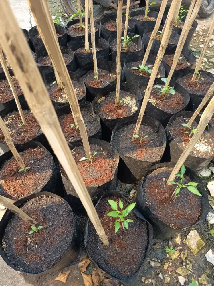 Jual Tanaman Lombok Rawit