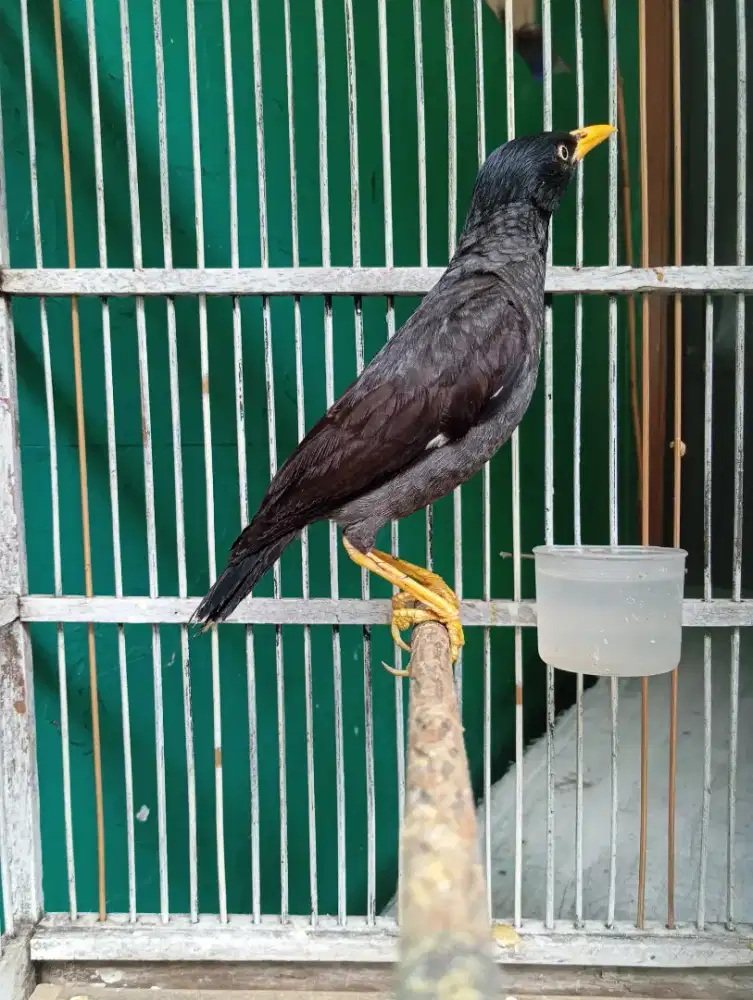 Jalak Kebo Jantan Mulus Mata Putih Jinlat Sudah Rajin Bunyi