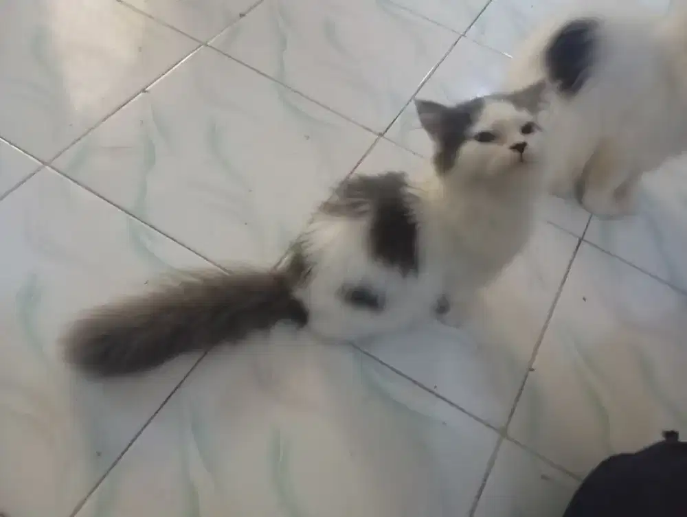 Kucing Persia Jantan Premium
