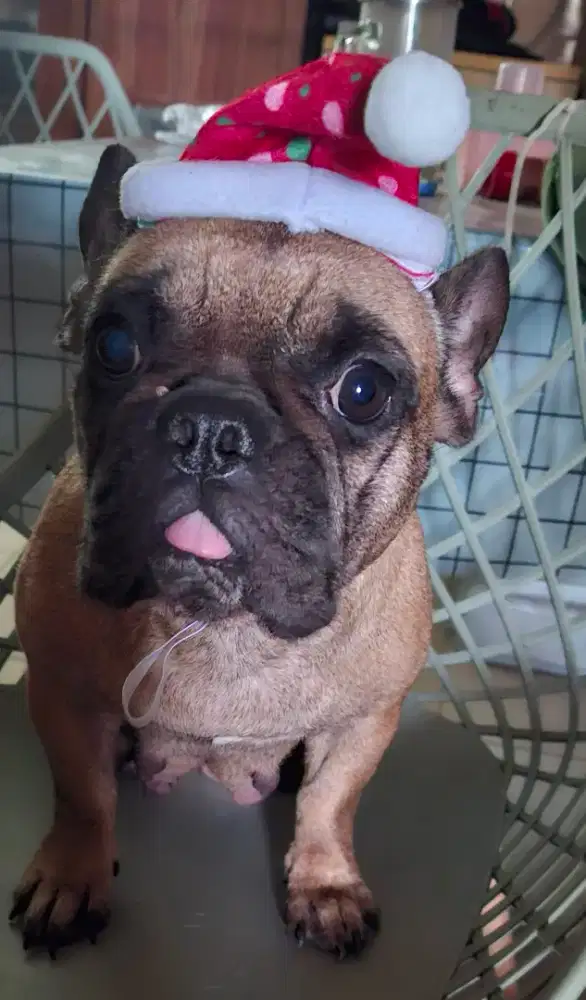 Anjing Frenchbulldog