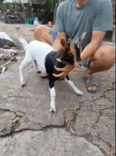 sepasang kambing kerdil mini cross nigerian TB 35cm 4-5 bulanan exotik