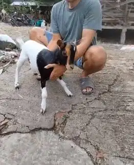 sepasang kambing mini kerdil 4-5 bln TB 35cm cross nigerian exotik top