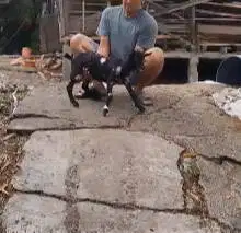 sepasang kambing mini kerdil 4-5 bln TB 35cm cross nigerian exotik top