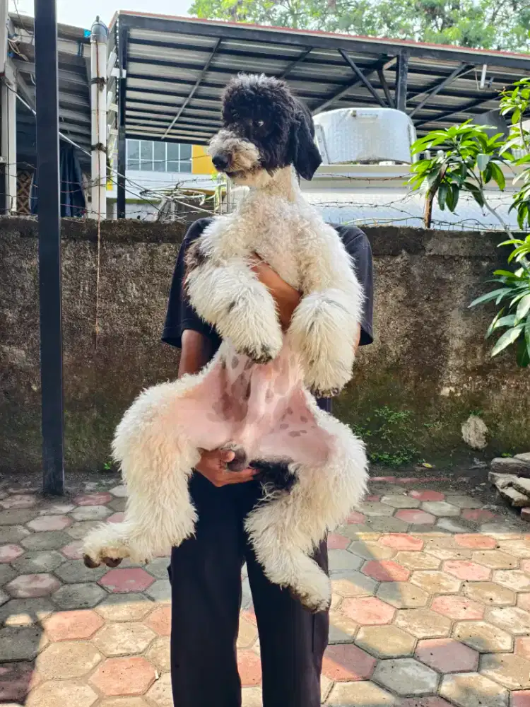 Giant poodle jantan murah