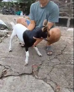 sepasang kambing mini kerdil 4-5 bln TB 35cm cross nigerian exotik top